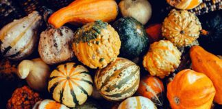 10 найкорисніших сортів зимових кабачків, наповнених основними вітамінами