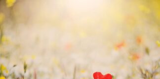 Hari Valentine Solo: Mengapa Sendirian Bisa Menjadi Kemenangan