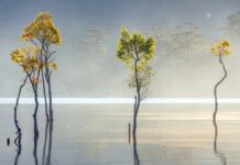 Healing from Parental Alienation: Understanding the Scars and Rebuilding Trust