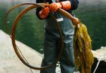 Alaskan Kelp: The Rising Star in Food, Beauty, and Sustainable Farming