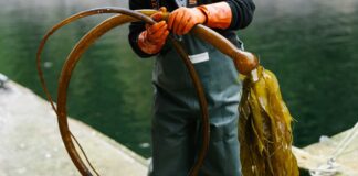 Varech d’Alaska : l’étoile montante de l’alimentation, de la beauté et de l’agriculture durable