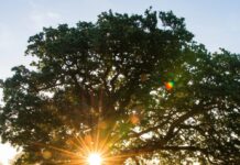 От осведомленности к действию: руководство по Месяцу осведомленности о психическом здоровье