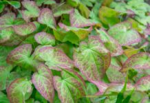 Рогоз козья трава (Epimedium): мифы, история и суровые факты