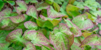 Horny Goat Weed: Hype, Geschichte und harte Fakten