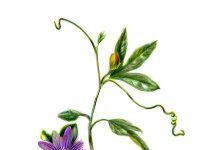 Mengapa Passionflower Mendapatkan Daya Tarik sebagai Agen Penenang Alami