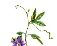 Perché la passiflora sta guadagnando terreno come agente calmante naturale