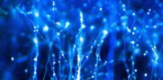 come i neuroni alimentano il cervello e il corpo