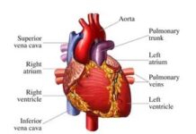 Depression, Heart Disease, and the Bidirectional Link